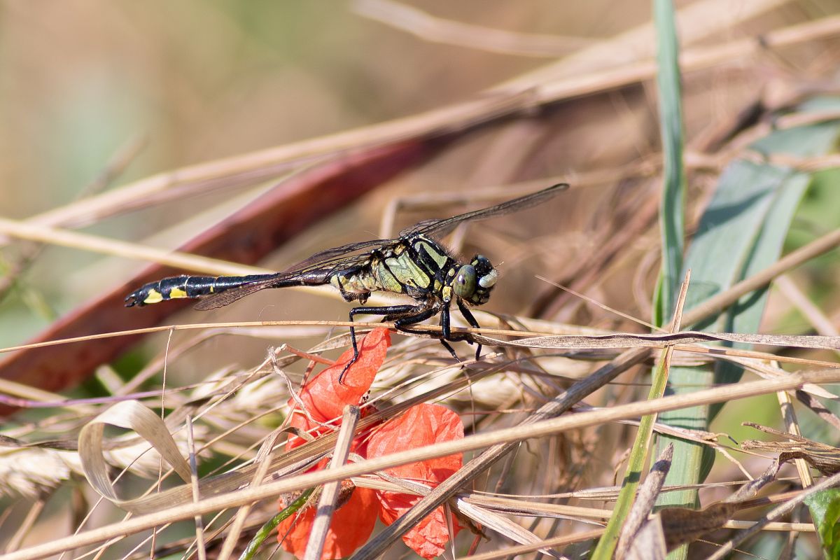 Gomphus vulgatissimus  - Simone Rizzi
