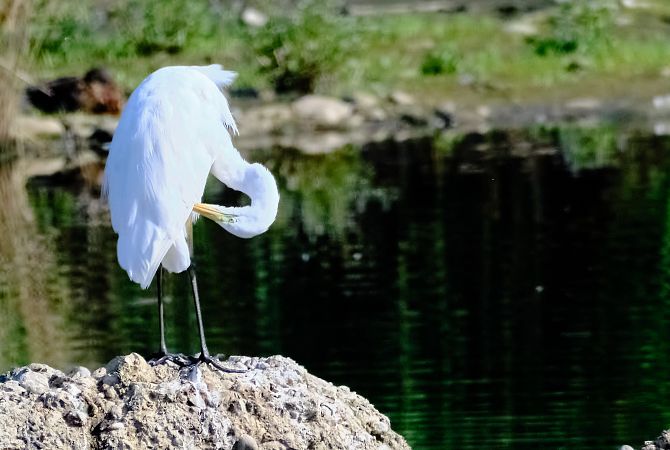Airone bianco  - Angelo Matteucci