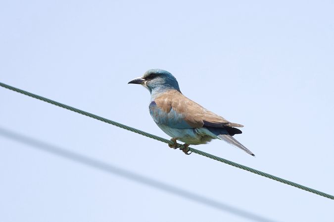 European Roller  - Vicenzino Sergio