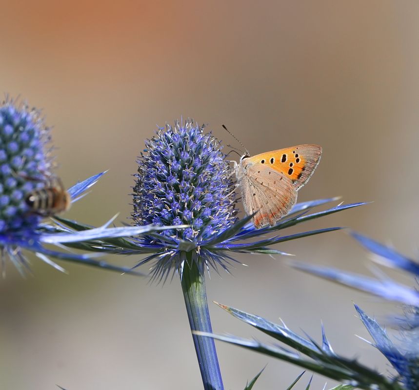 Lycaena phlaeas  - Denise Schneider
