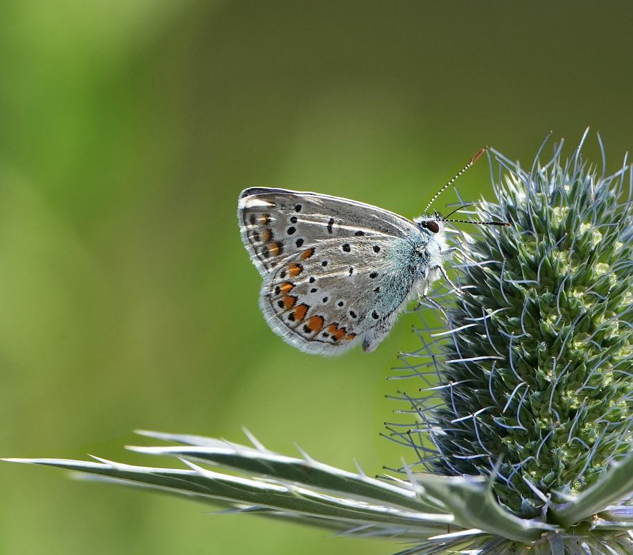 Polyommatus icarius # *  - Denise Schneider