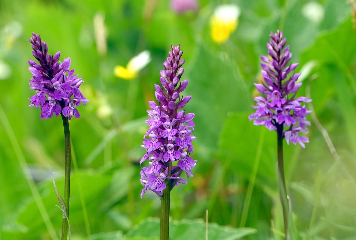 Dactylorhiza indet. group. maculata  - Denise Schneider