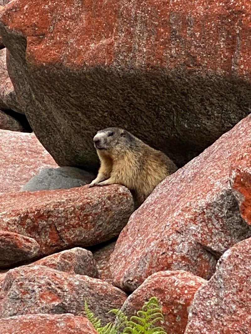 Marmotta  - Matteo Frassi