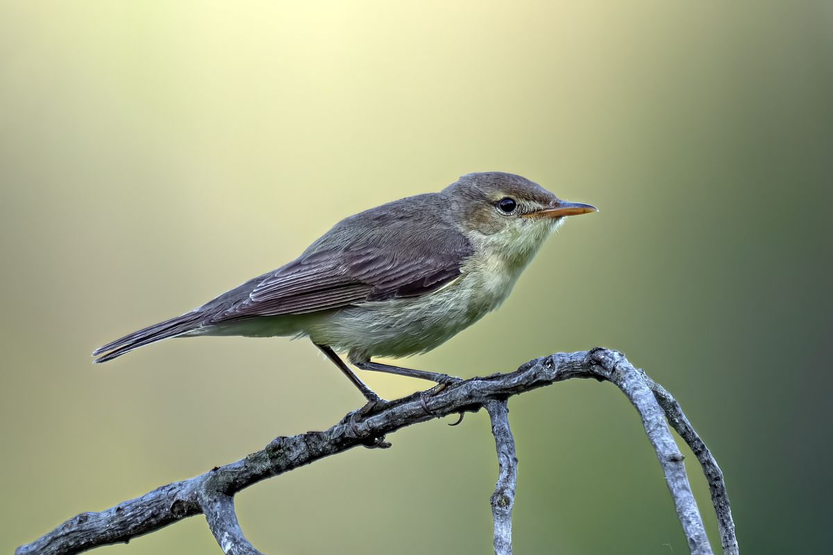 Melodious Warbler  - Pier Podavini