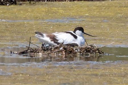 Avocetta  - Maurizio Parenti