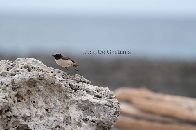 Monachella codirossa  - Luca de Gaetanis