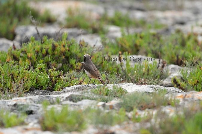 Monachella codirossa  - Luca de Gaetanis