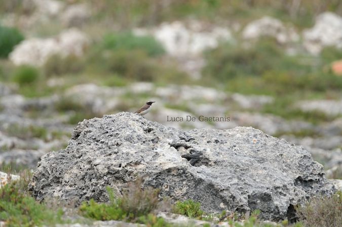 Monachella codirossa  - Luca de Gaetanis