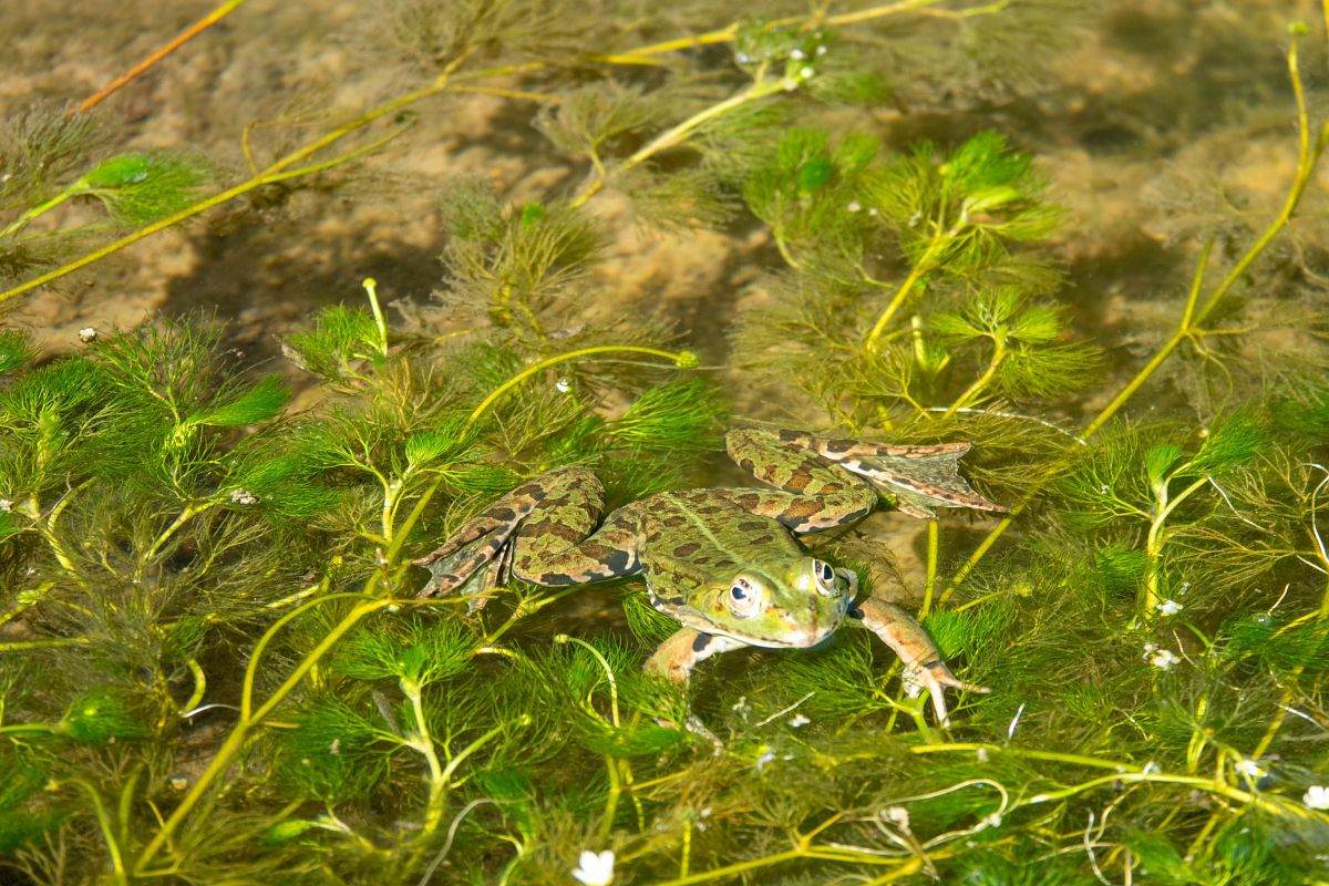 Kleiner Wasser- oder Teichfrosch 