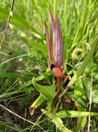 Serapias vomeracea  - Francesca Tami (FVG)