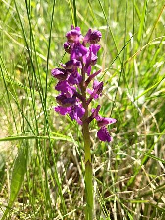 Anacamptis morio  - Francesca Tami (FVG)