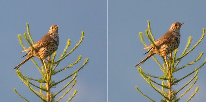 Mistle Thrush  - Giovanni Fontana