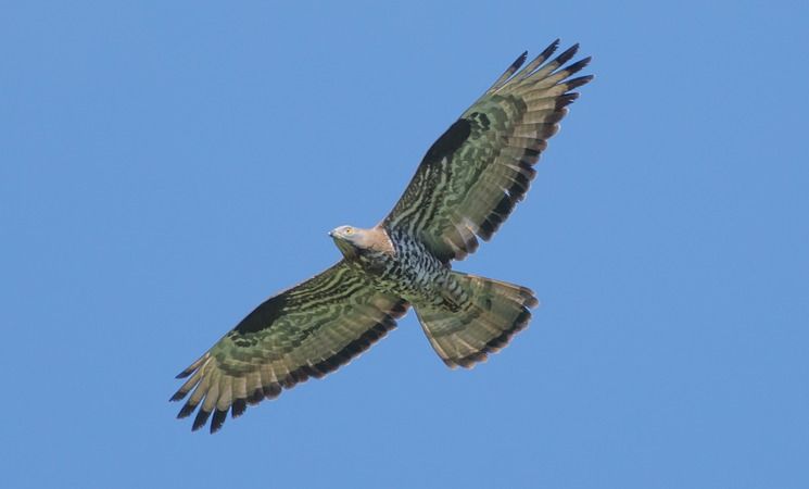 Falco pecchiaiolo  - Giovanni Fontana