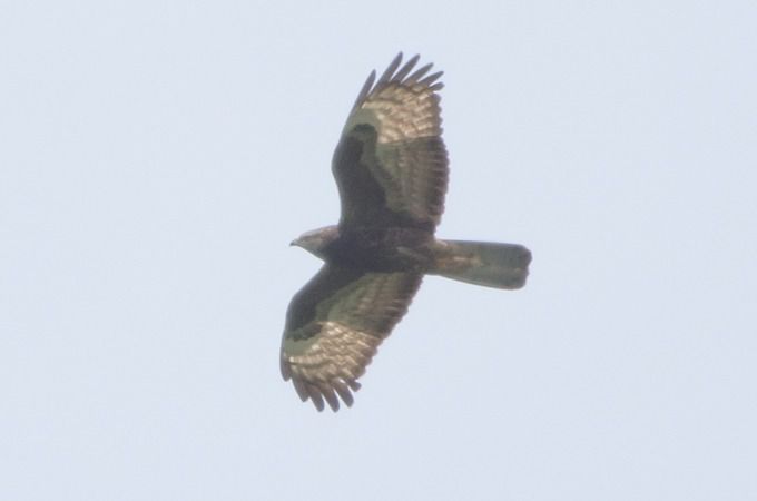 Falco pecchiaiolo  - Giovanni Fontana