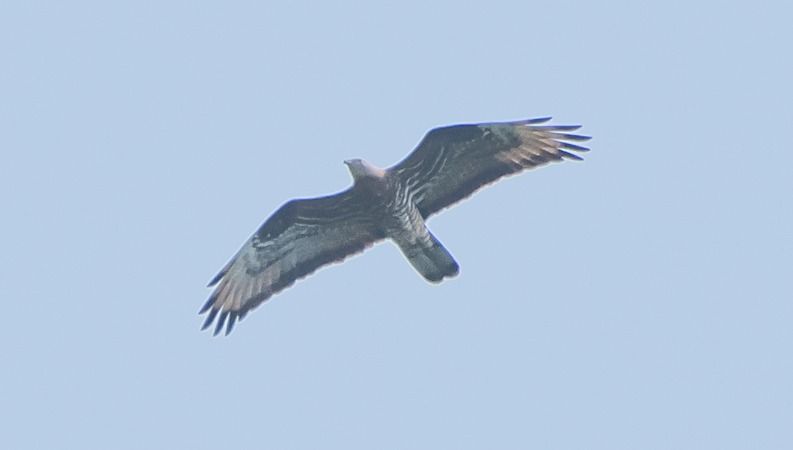 Falco pecchiaiolo  - Giovanni Fontana