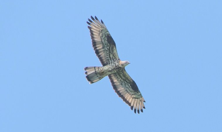 Falco pecchiaiolo  - Giovanni Fontana