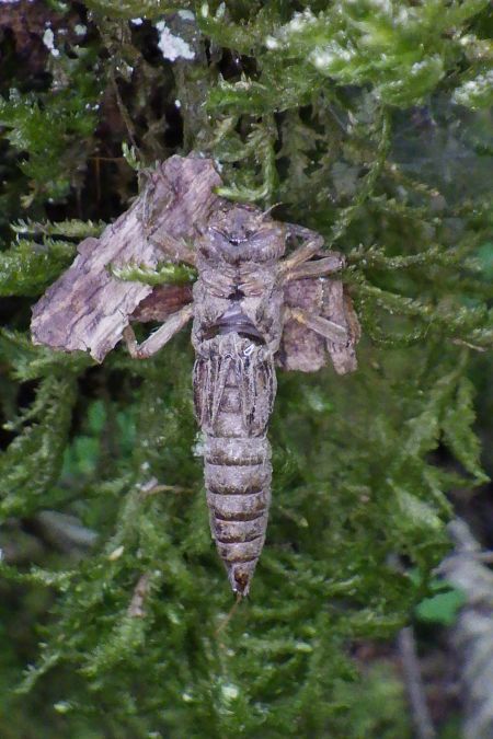 Cordulegaster bidentata  - Fausto Leandri