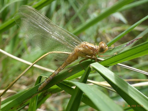 Orthetrum coerulescens  - Fausto Leandri