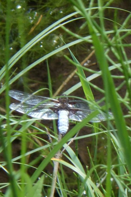 Libellula depressa  - Fausto Leandri