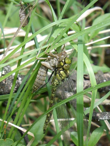 Aeshna cyanea  - Fausto Leandri