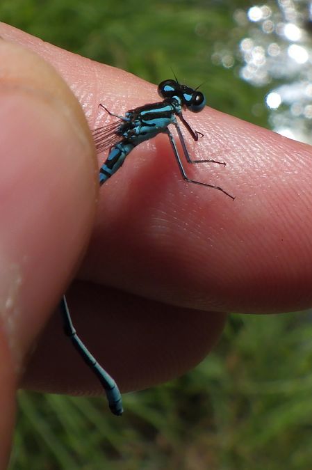 Coenagrion puella  - Fausto Leandri