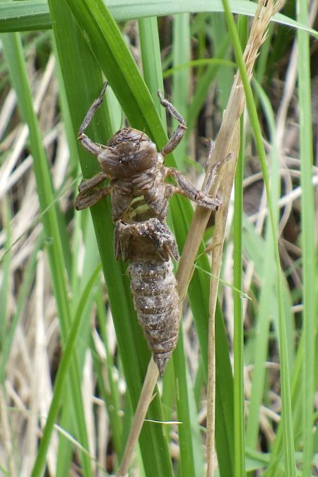 Cordulegaster bidentata  - Fausto Leandri