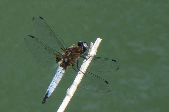 Libellula fulva  - Fausto Leandri