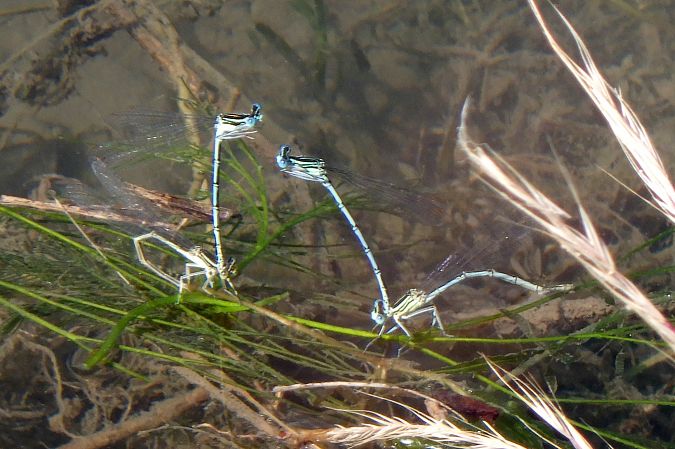 Platycnemis pennipes  - Fausto Leandri