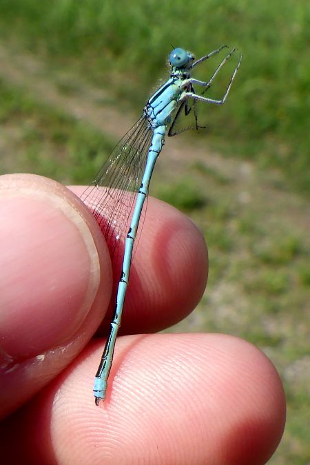 Erythromma lindenii  - Fausto Leandri