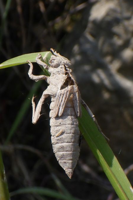 Common Clubtail  - Fausto Leandri