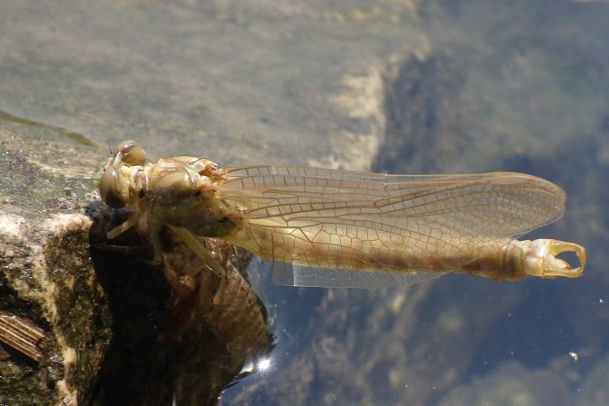 Onychogomphus forcipatus  - Fausto Leandri