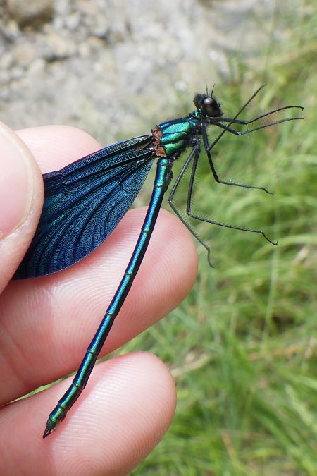 Calopteryx virgo  - Fausto Leandri