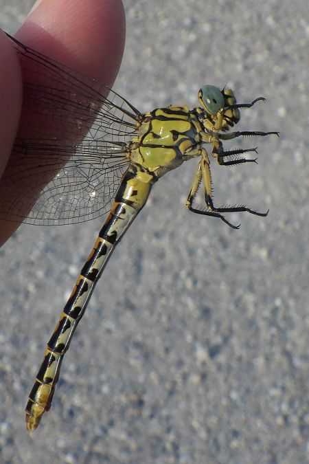 Onychogomphus forcipatus  - Fausto Leandri