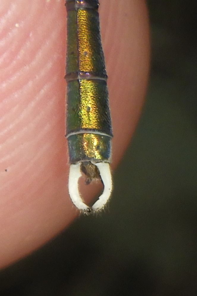 Lestes parvidens  - Fausto Leandri