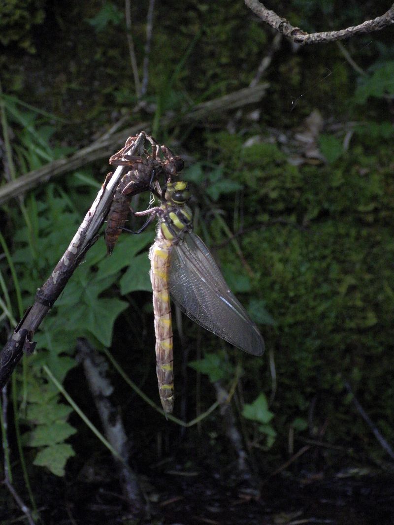 Cordulegaster bidentata  - Fausto Leandri