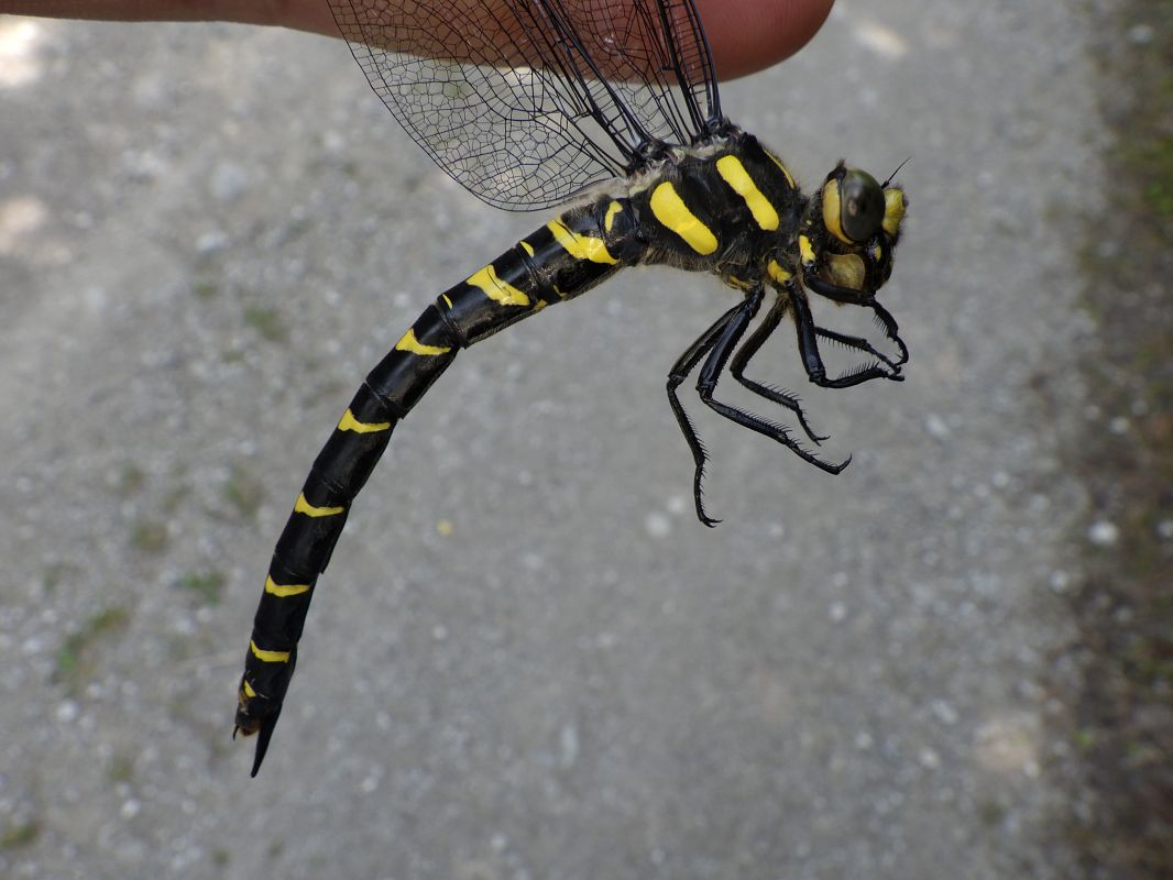 Cordulegaster bidentata  - Fausto Leandri