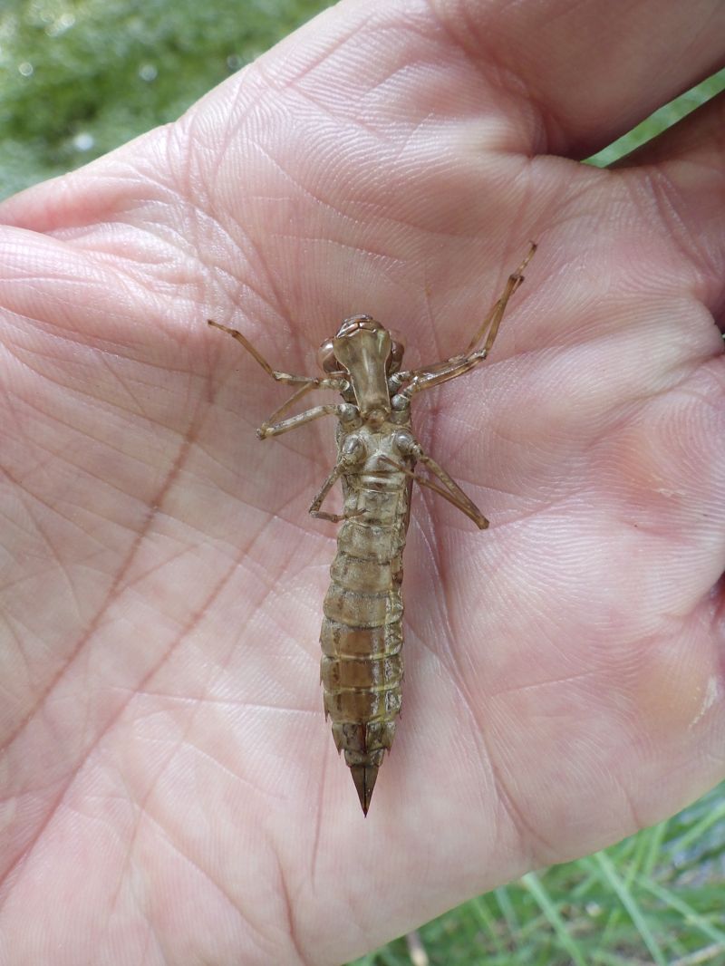 Aeshna cyanea  - Fausto Leandri