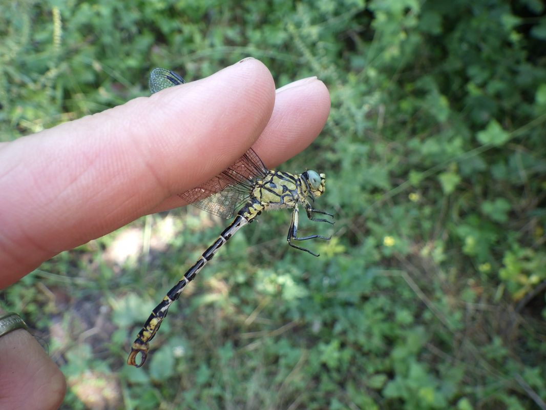 Onychogomphus forcipatus  - Fausto Leandri