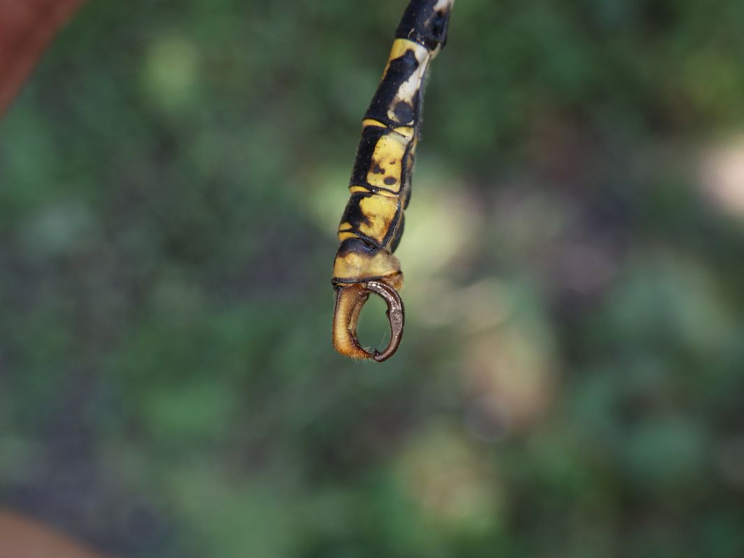 Onychogomphus forcipatus  - Fausto Leandri