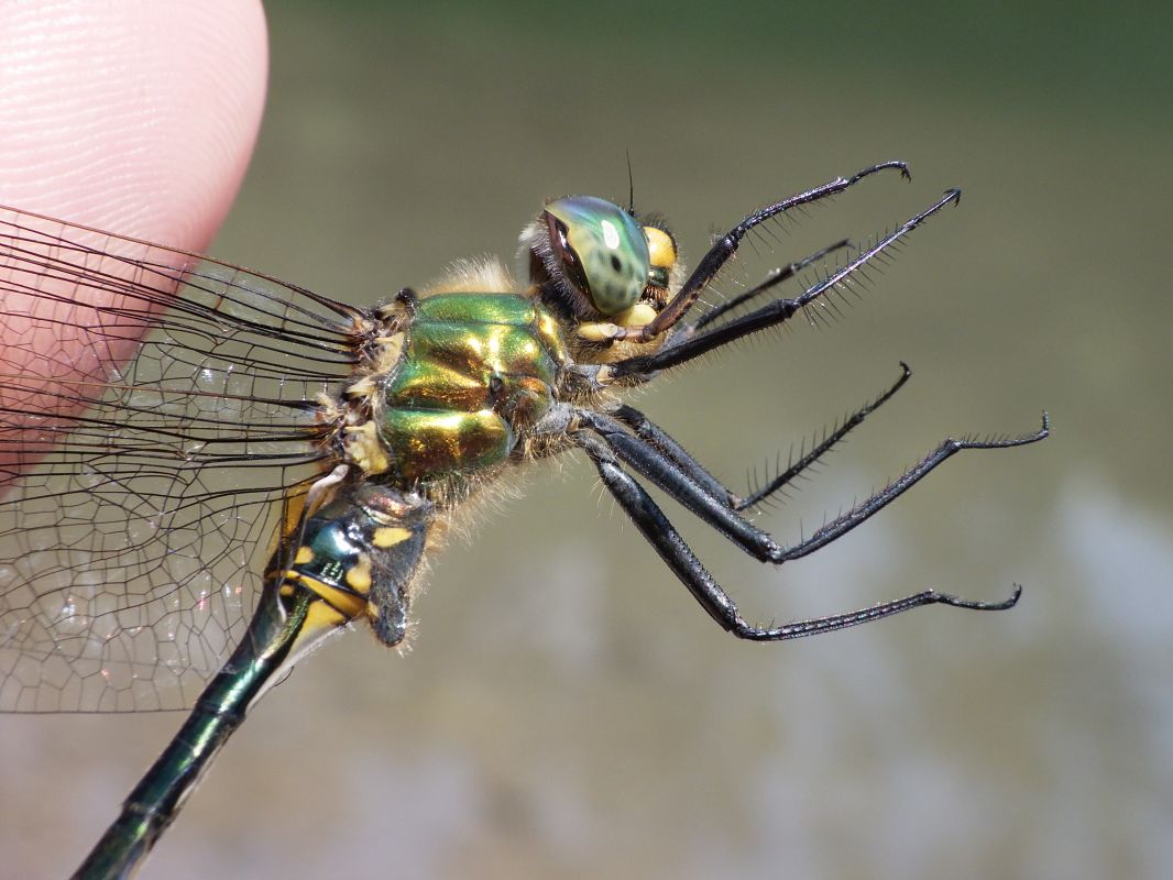 Somatochlora metallica  - Fausto Leandri