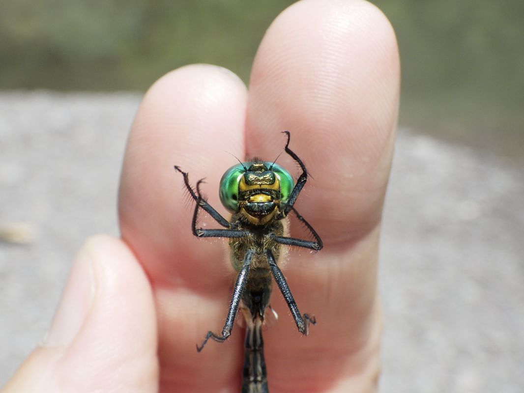 Somatochlora metallica  - Fausto Leandri