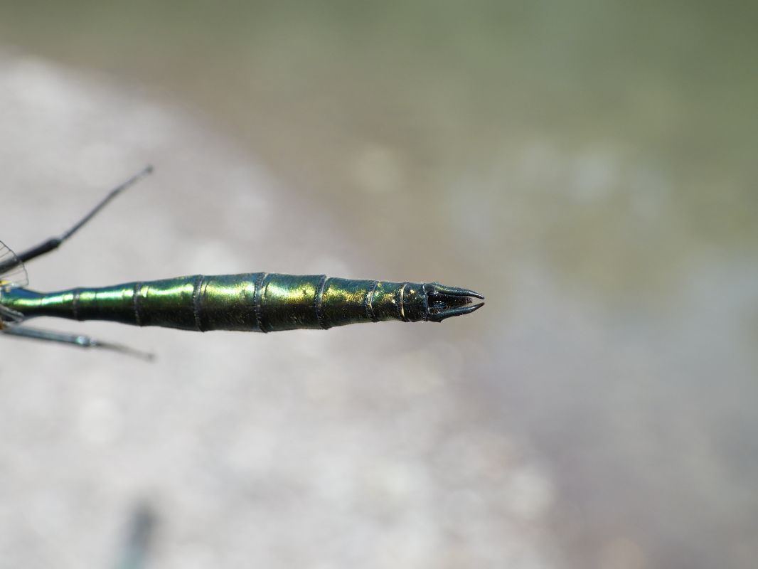 Somatochlora metallica  - Fausto Leandri