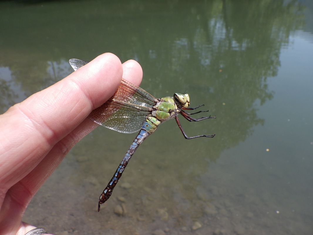 Anax imperator  - Fausto Leandri