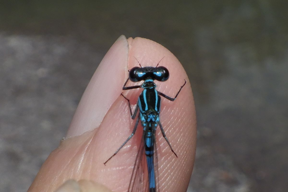 Coenagrion puella  - Fausto Leandri