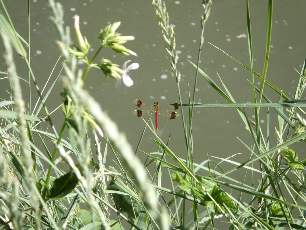 Sympetrum pedemontanum  - Fausto Leandri