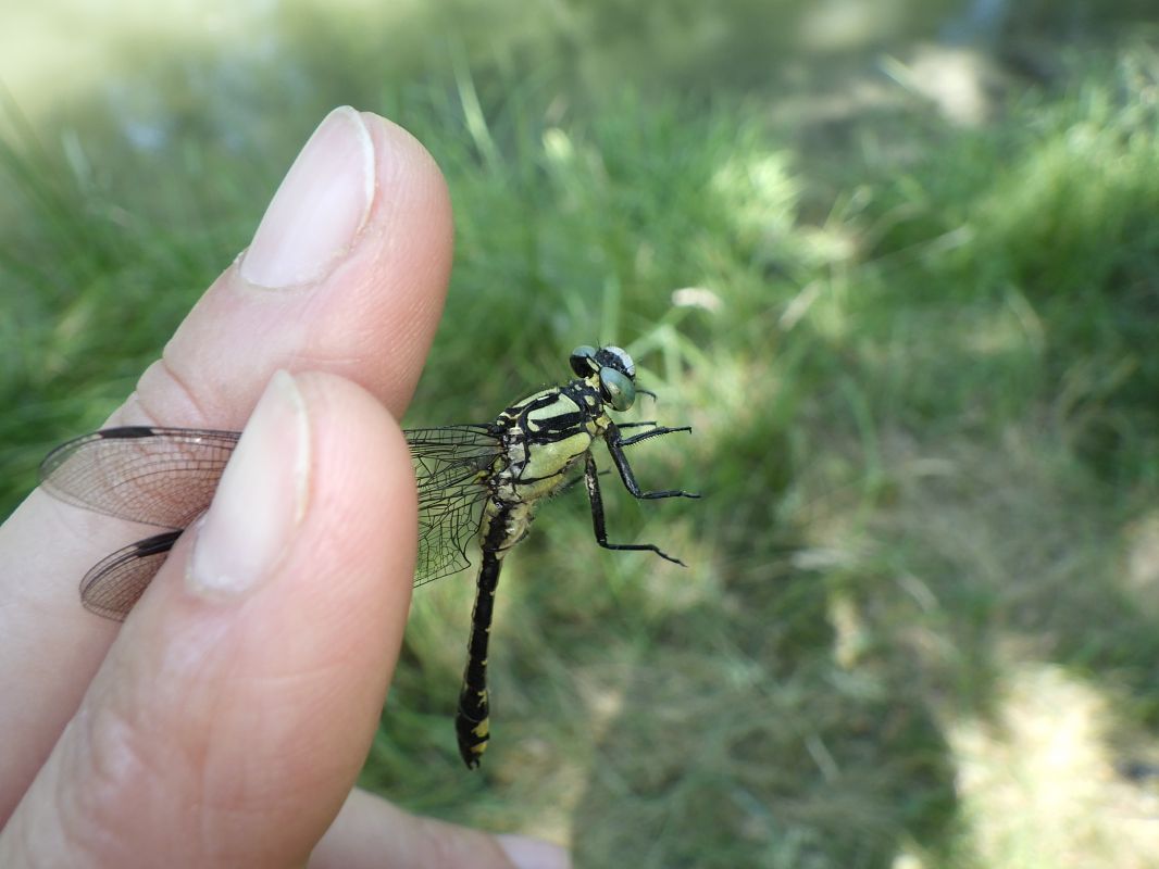 Gomphus vulgatissimus  - Fausto Leandri