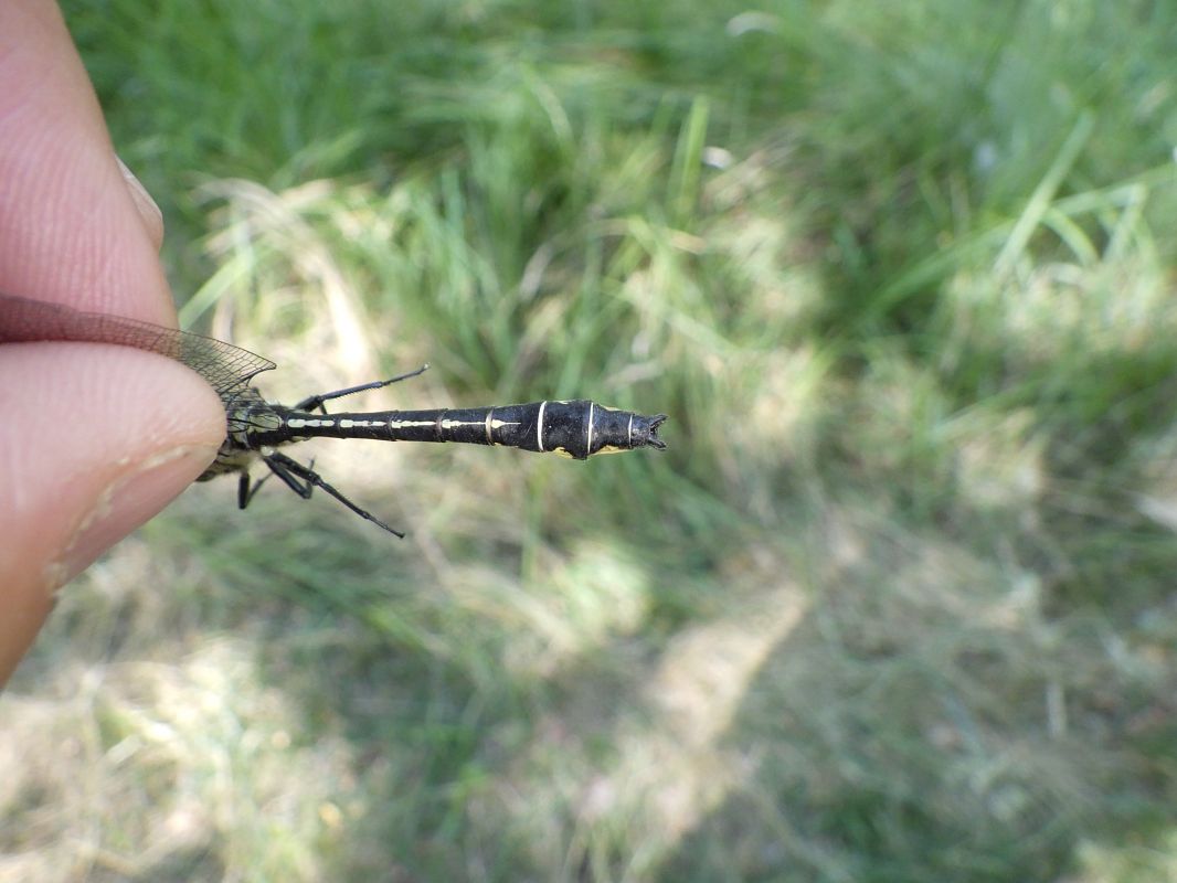 Gomphus vulgatissimus  - Fausto Leandri