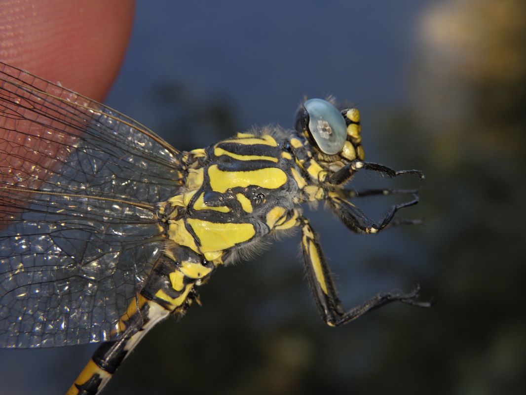 Onychogomphus uncatus  - Fausto Leandri