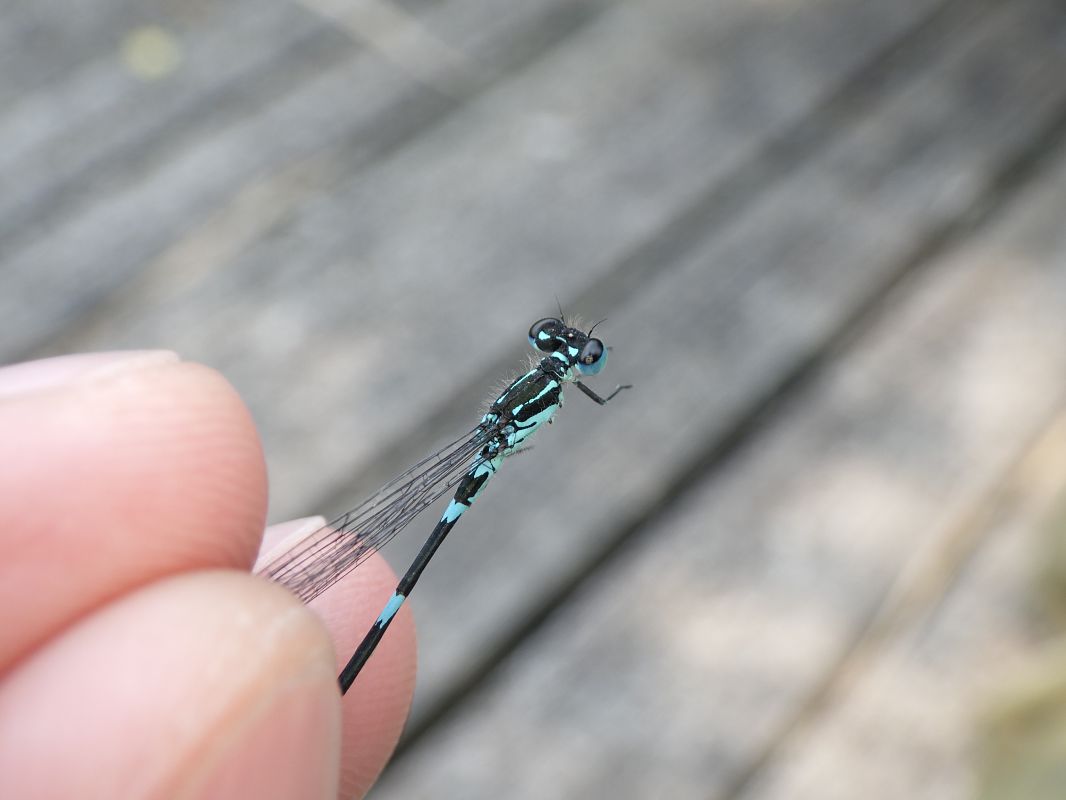 Coenagrion pulchellum  - Fausto Leandri