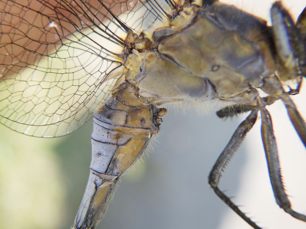 Orthetrum coerulescens  - Fausto Leandri
